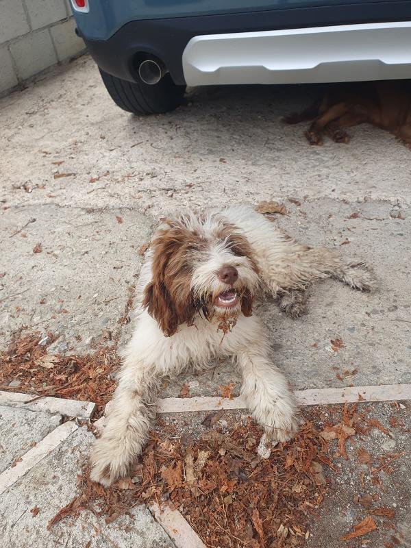 LOLA Foto 5